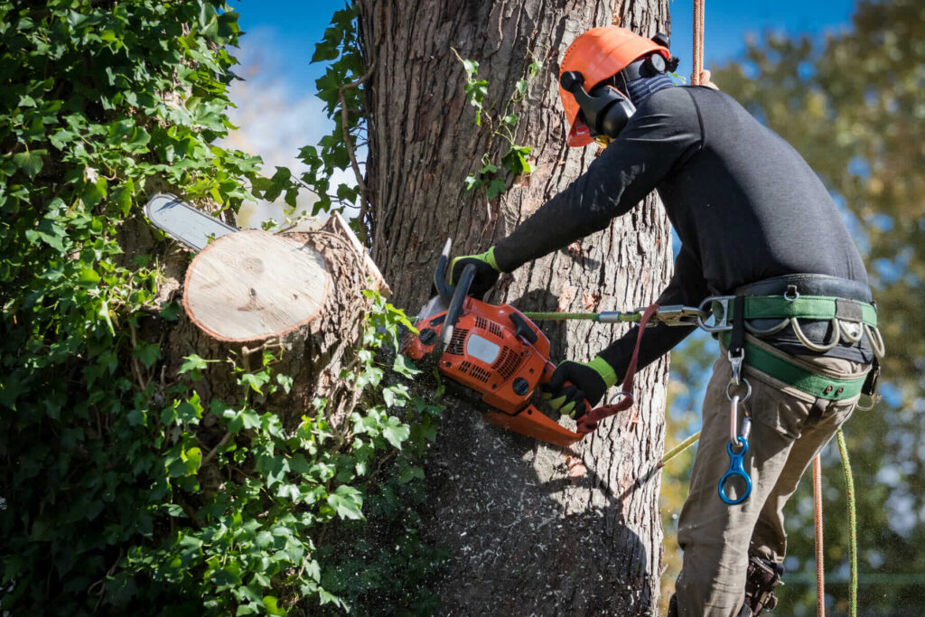 Tree Pruning