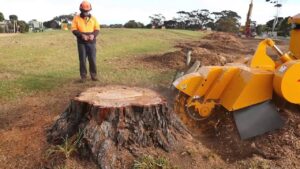 Stump Grinding Service in Sydney