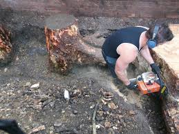 The Best Methods for Efficient Tree Stump Removal Sydney