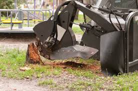 The Best Methods for Efficient Tree Stump Removal Sydney